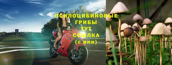 трава Карпинск